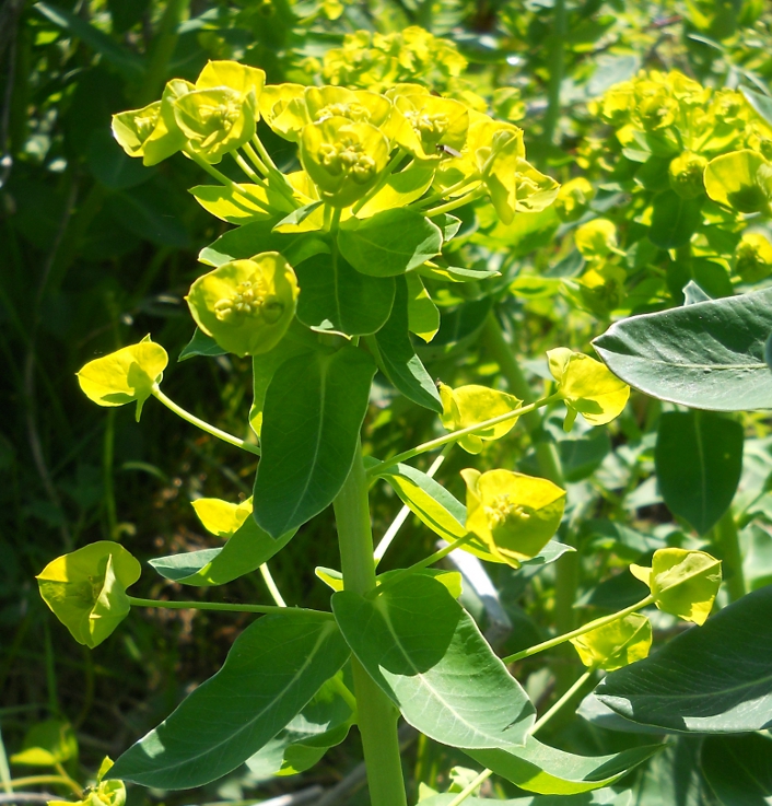 Изображение особи Euphorbia iberica.