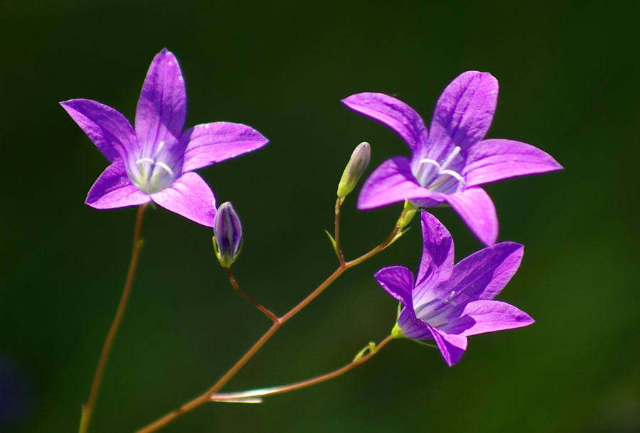 Image of Campanula patula specimen.