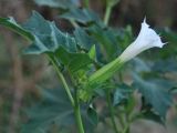 Datura stramonium. Раскрывающийся цветок. Узбекистан, г. Ташкент, пос. Улугбек, санитарно-защитная зона. 29.08.2012.