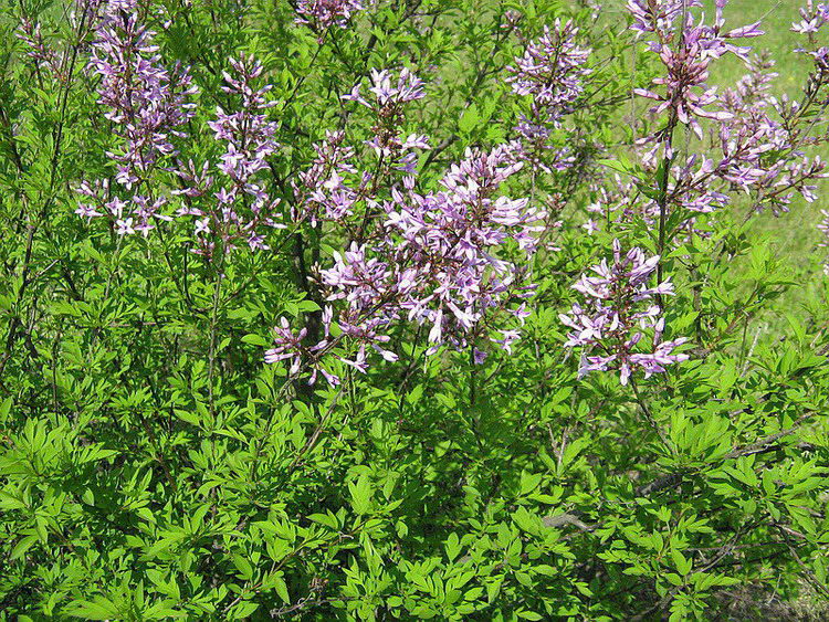 Image of Syringa × laciniata specimen.