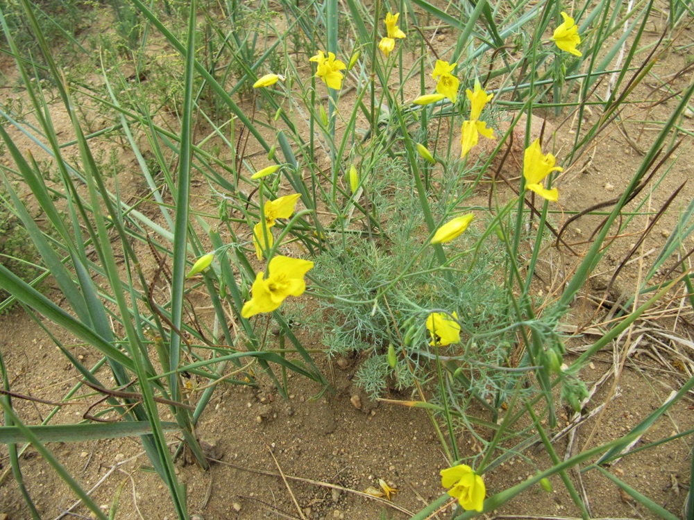 Image of Hypecoum erectum specimen.