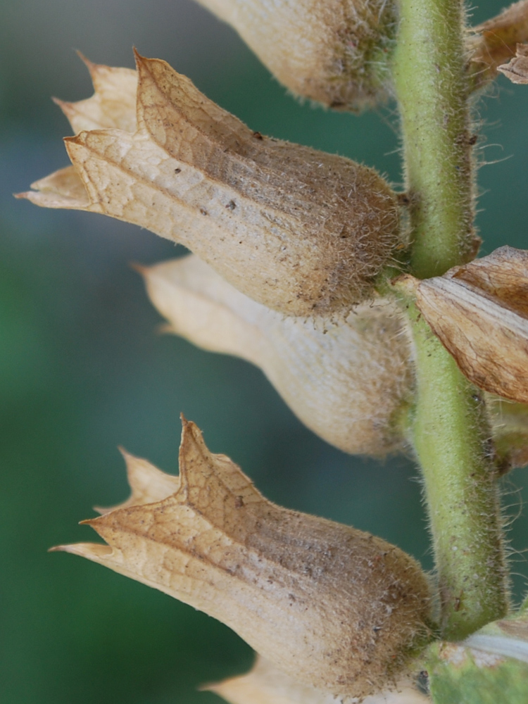 Изображение особи Hyoscyamus niger.