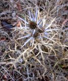 Eryngium amethystinum