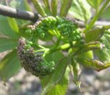 Sambucus racemosa