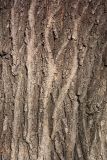 Ulmus pumila. Кора в средней части ствола взрослого дерева. Иркутск, Студгородок, городские насаждения. 21.04.2013.