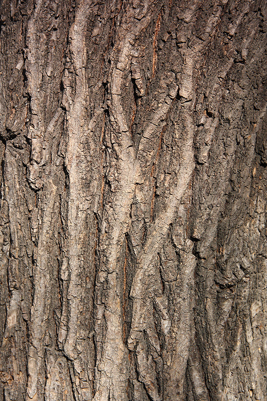 Image of Ulmus pumila specimen.