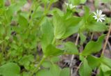 Stellaria neglecta