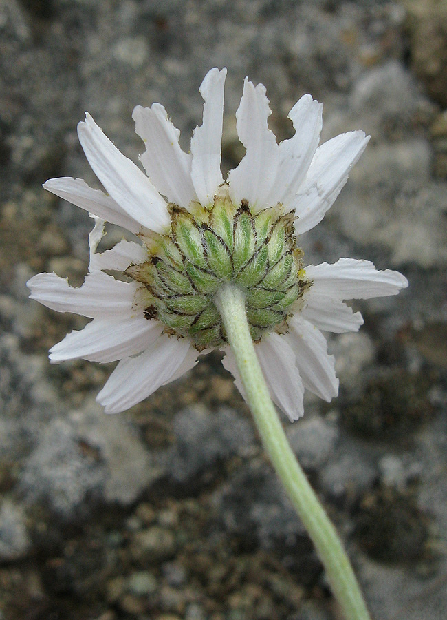 Изображение особи Anthemis tranzscheliana.