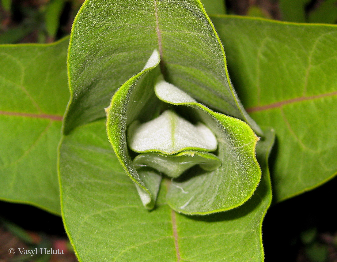 Изображение особи Asclepias syriaca.