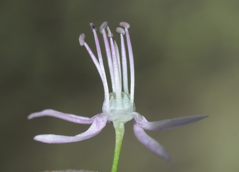 Изображение особи Allium fetisowii.