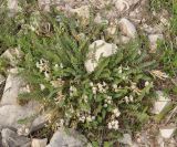 Astragalus polygala