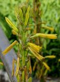 Asphodeline lutea