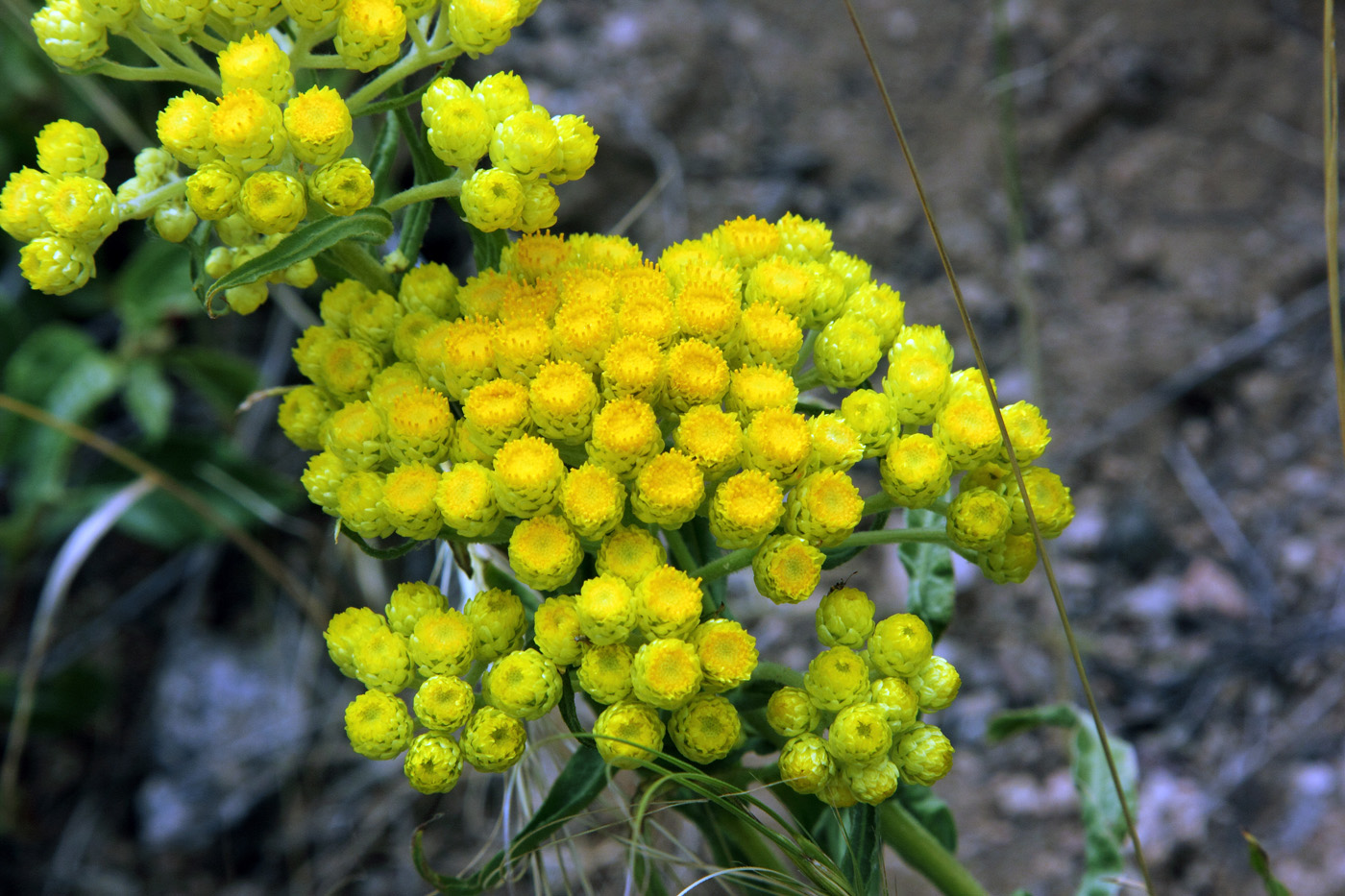 Изображение особи Helichrysum maracandicum.