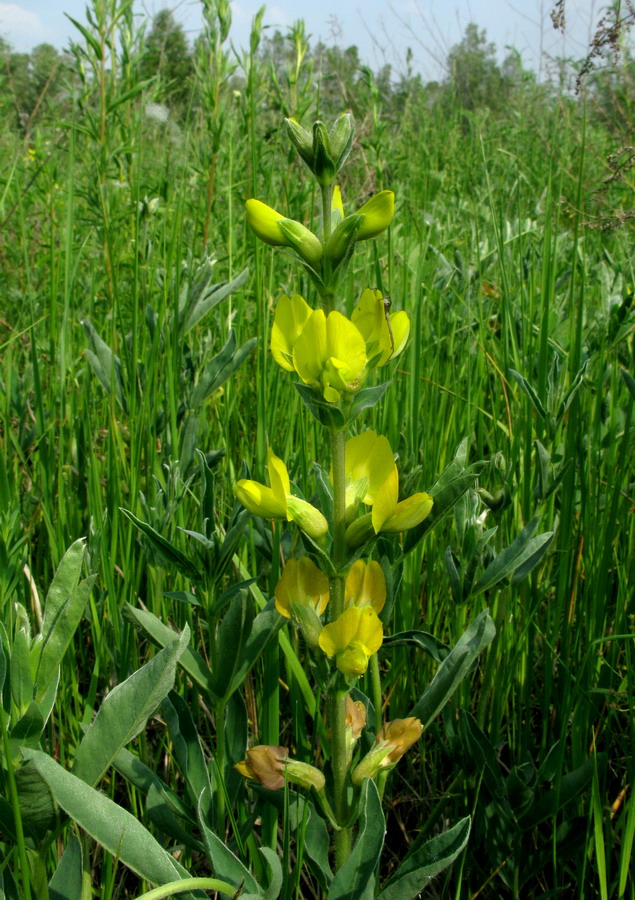 Image of Thermopsis lanceolata specimen.