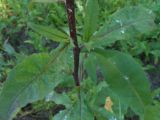 Picris hieracioides