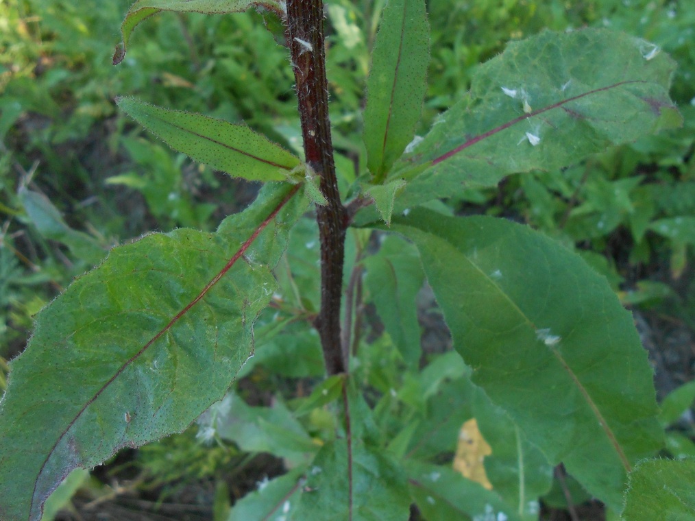 Image of Picris hieracioides specimen.