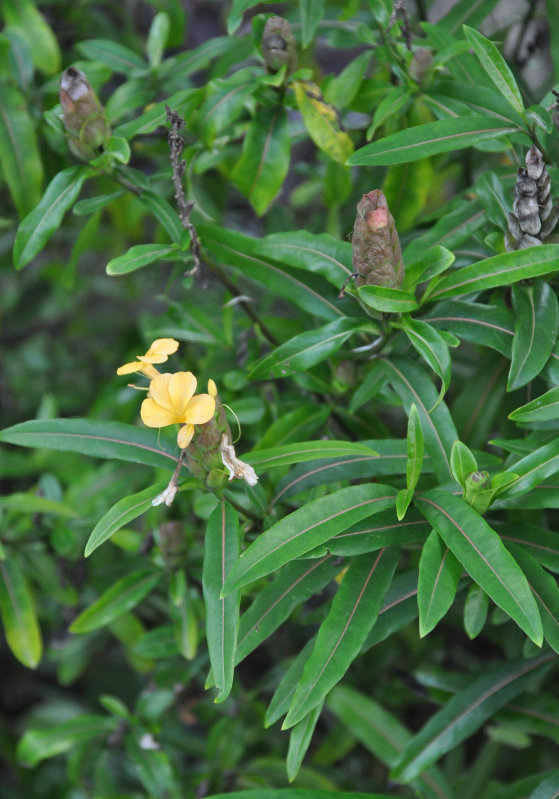 Image of Barleria lupulina specimen.