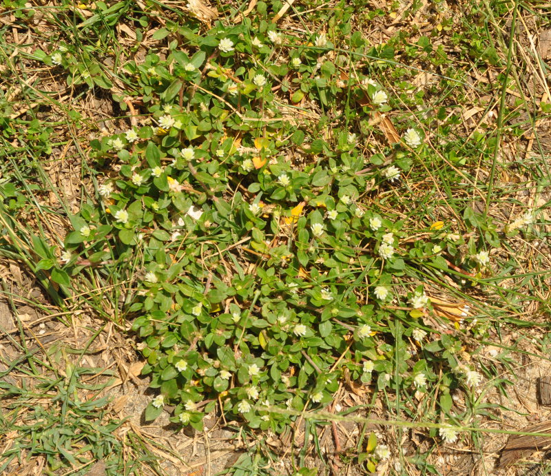 Изображение особи Gomphrena celosioides.