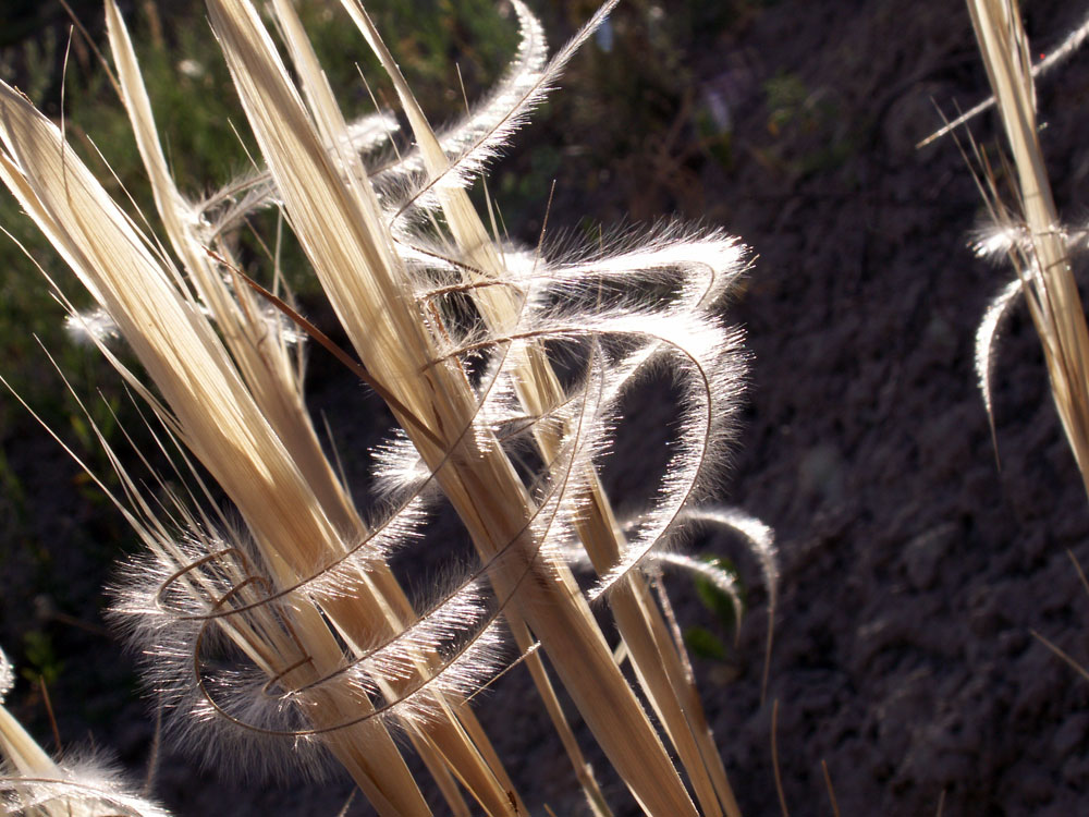 Изображение особи Stipa caucasica.