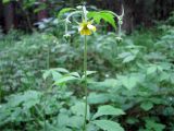 Geum × intermedium