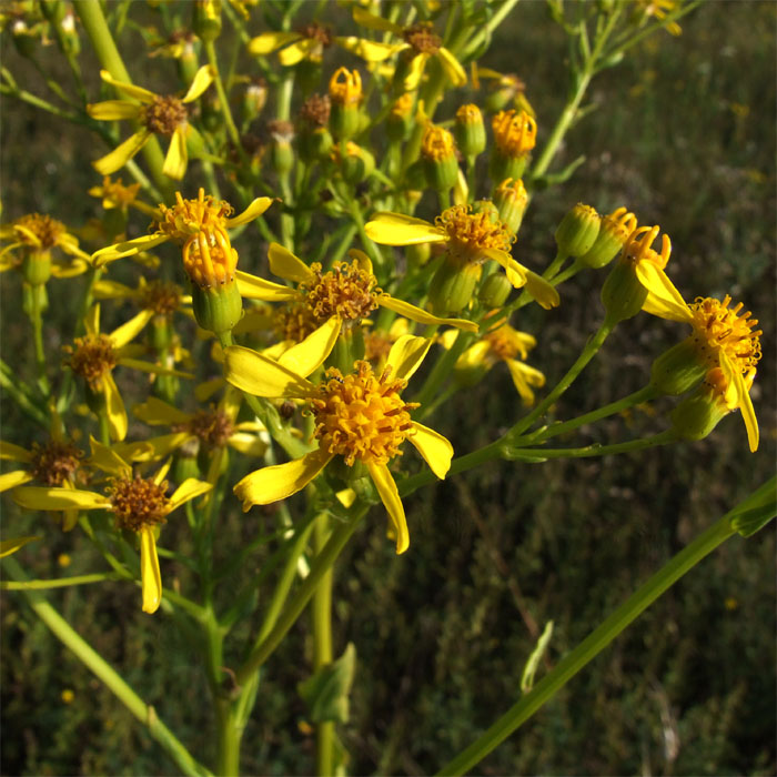 Изображение особи Senecio macrophyllus.