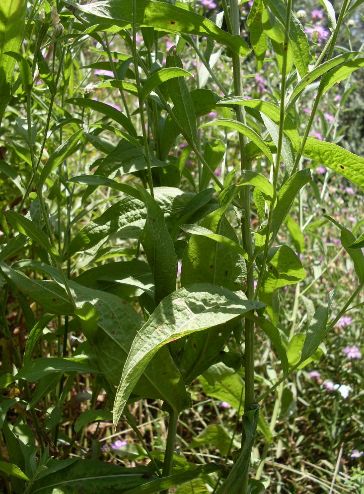 Image of Centaurea jacea specimen.