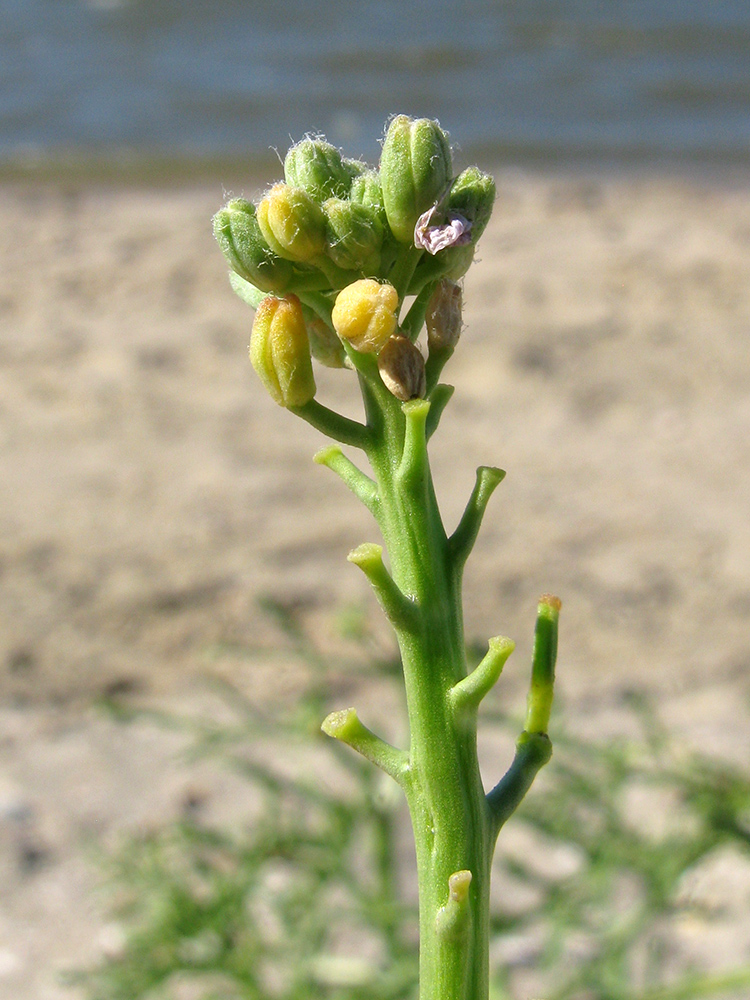 Image of Cakile euxina specimen.