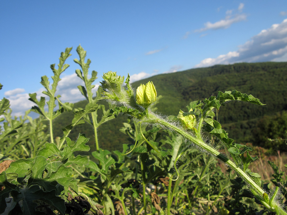 Изображение особи Citrullus lanatus ssp. vulgaris.