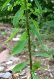 Euphorbia stricta. Средняя часть цветущего растения. Абхазия, Гудаутский р-н, Мюссерский лесной массив, у дороги. 09.06.2012.