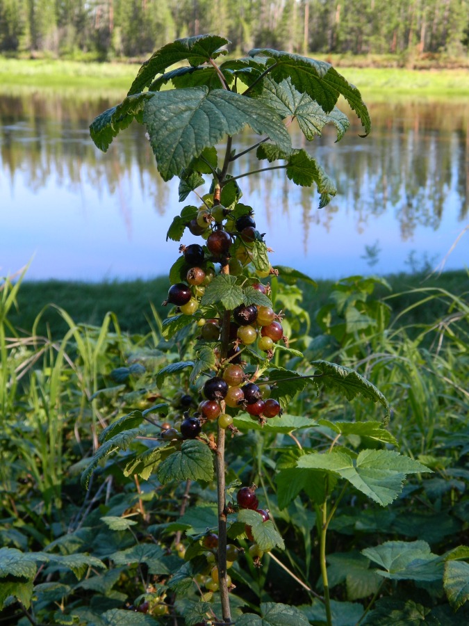 Image of Ribes nigrum specimen.