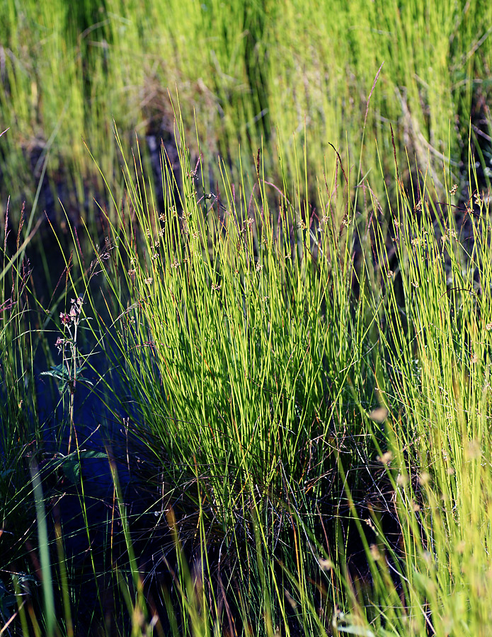 Изображение особи Juncus filiformis.