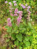 Phlomoides oreophila