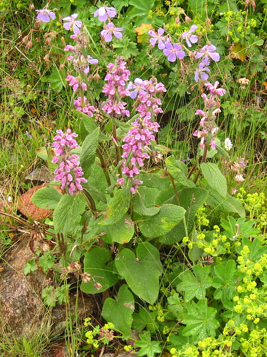 Image of Phlomoides oreophila specimen.