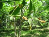 Juglans mandshurica