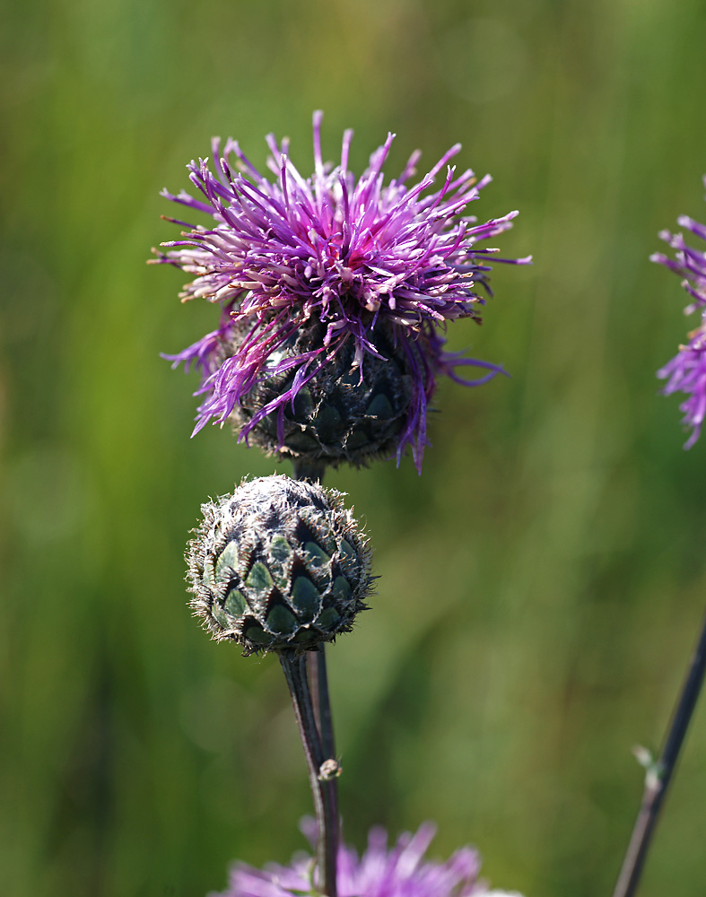 Изображение особи Centaurea scabiosa.