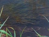 Vallisneria spiralis. Цветущие растения. Курск, техногенный водоток \"Тёплый канал\". 29.10.2013.