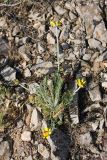 Trichanthemis radiata. Цветущее растение. Южный Казахстан, горы Каракус. 16.05.2013.