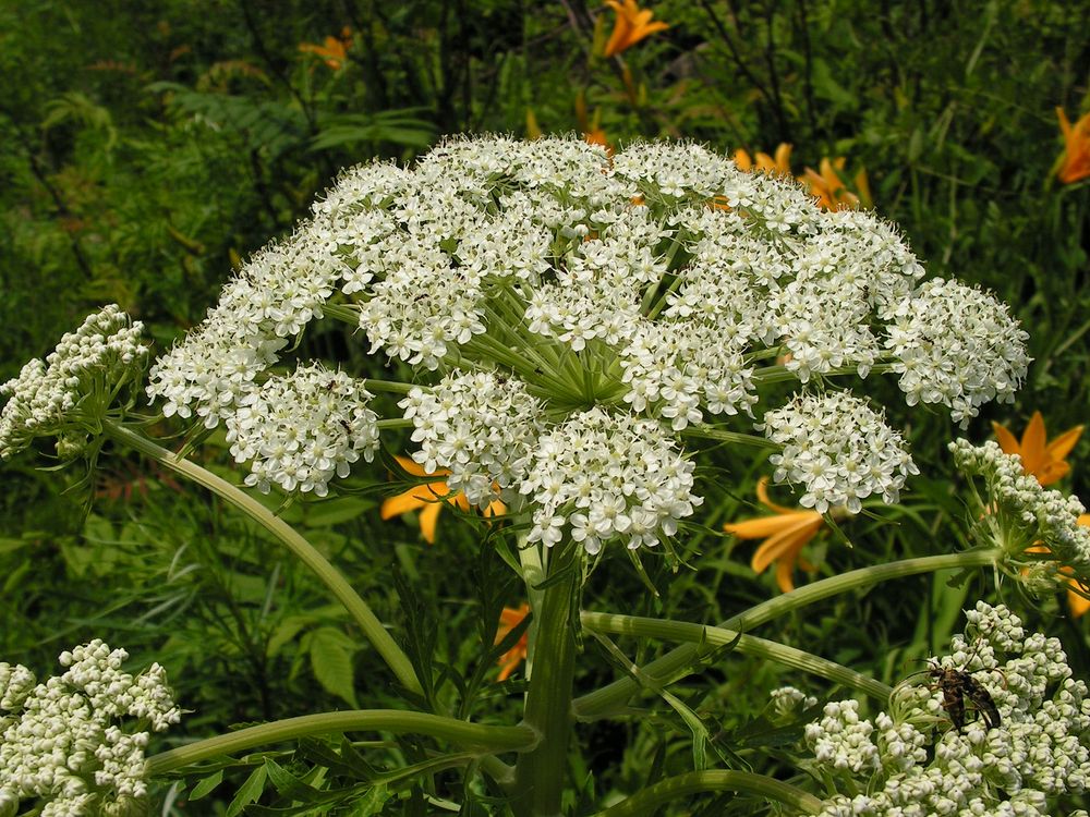 Image of Pleurospermum uralense specimen.