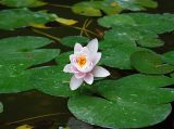 Nymphaea odorata