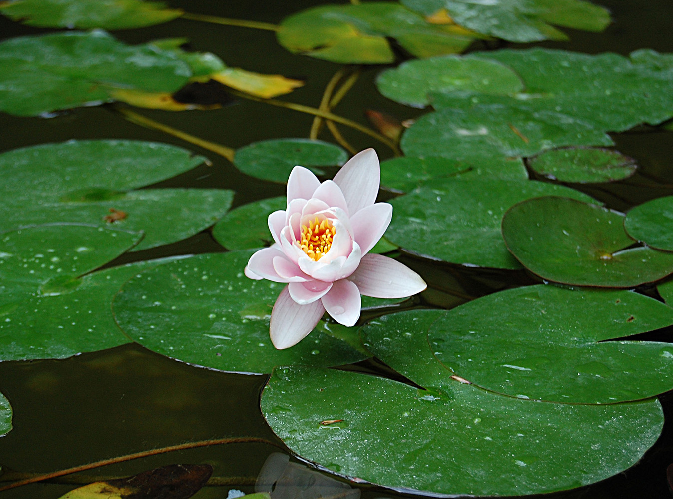 Image of Nymphaea odorata specimen.