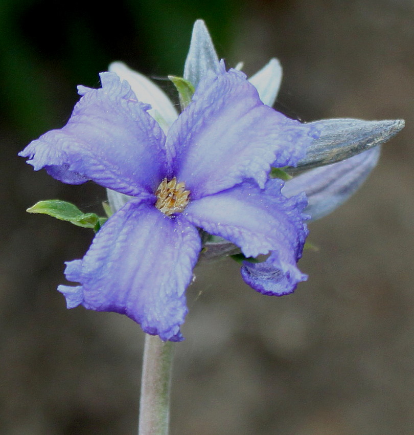 Image of Clematis heracleifolia specimen.