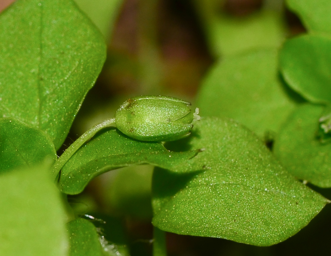 Image of Stellaria media specimen.