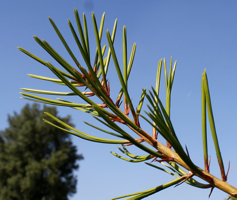 Изображение особи Pinus bungeana.