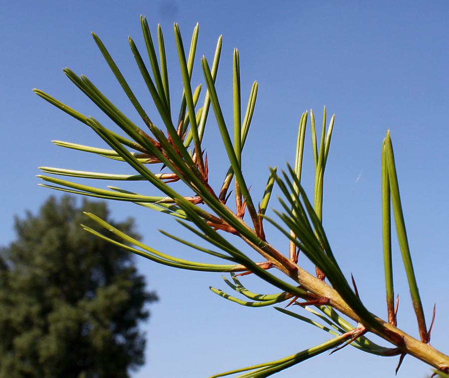 Image of Pinus bungeana specimen.