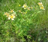 Hypericum ascyron