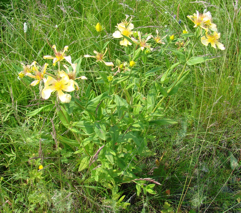 Изображение особи Hypericum ascyron.