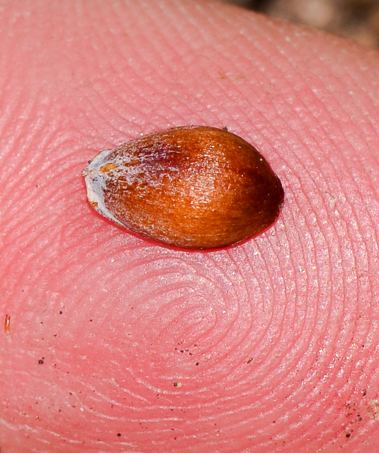 Image of Ephedra aphylla specimen.