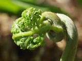 Pteridium pinetorum ssp. sibiricum