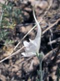 Delphinium stocksianum