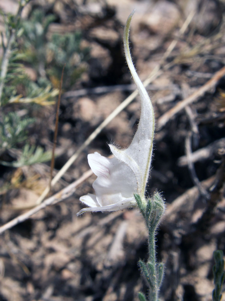 Image of Delphinium stocksianum specimen.